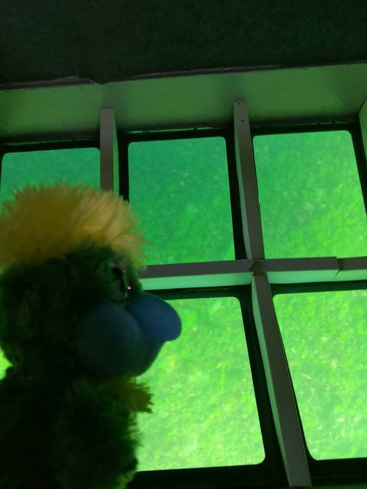 Eddie loves watching the underwater life in Lake Baikal. Eddie loves watching the underwater life in Lake Baikal.