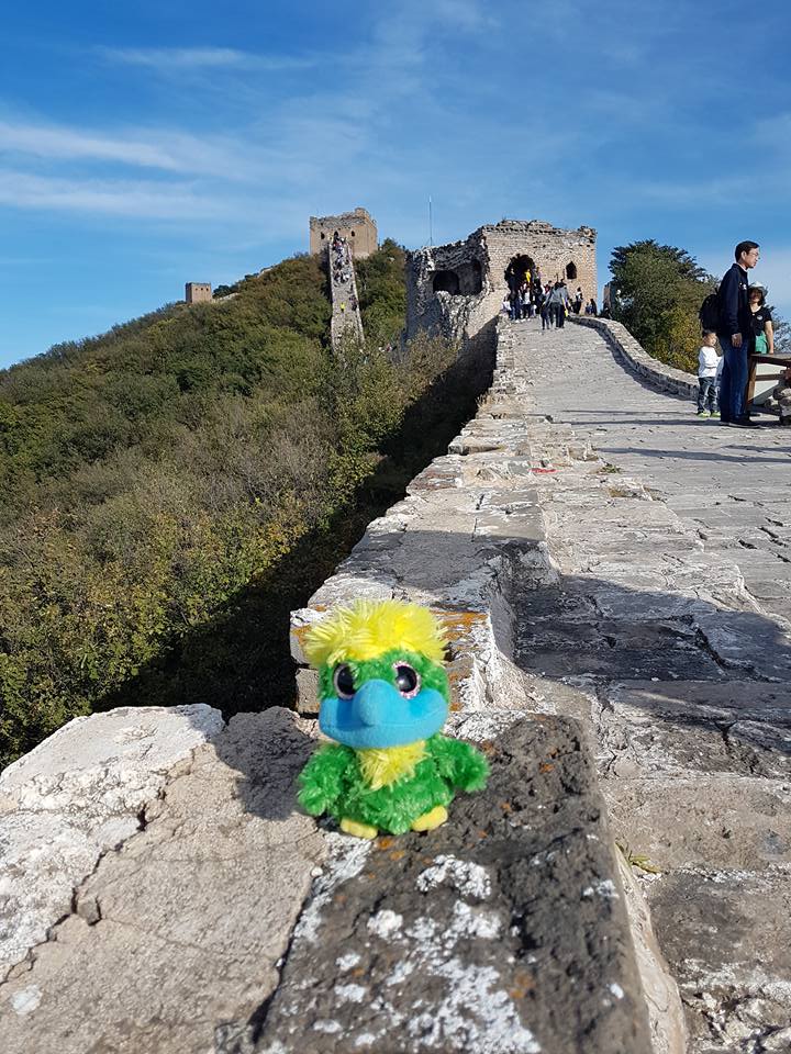 Eddie walking the Great Wall. Eddie walking the Great Wall.