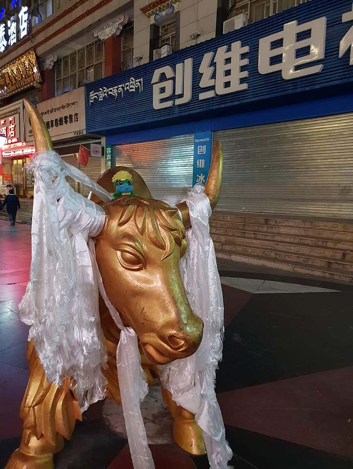 A golden Yak bull and me! A golden Yak bull and me!