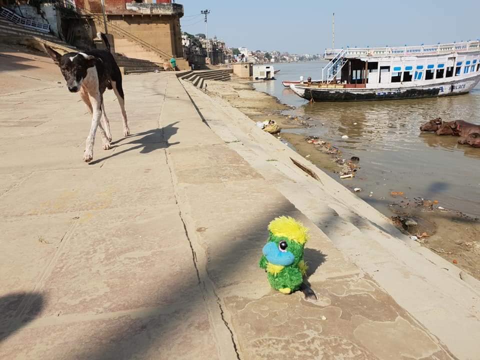 Varanasi is full of territorial street dogs…..and Eddie is sure that endangered eagles could be on their menu… He’s still super brave posing between a dog 🐶 and the water buffalos 🐃 swimming in Ganges. Varanasi is full of territorial street dogs…..and Eddie is sure that endangered eagles could be on their menu… He’s still super brave posing between a dog 🐶 and the water buffalos 🐃 swimming in Ganges.