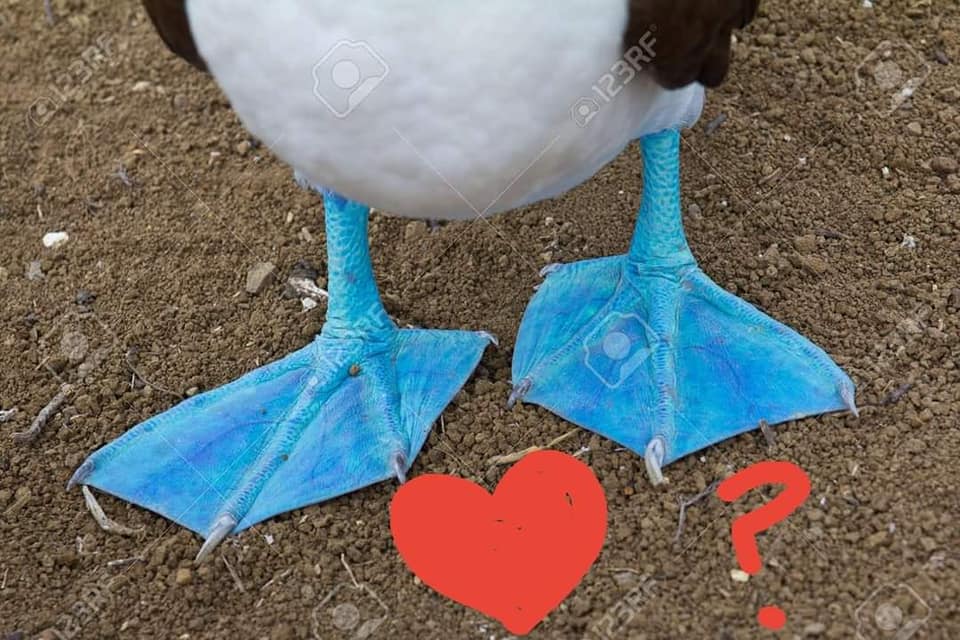 The journey continues.. . Will he find the love of his life, The Blue-footed Booby, on Galapagos? Stay tuned for next episode of Eddie’s telenovela! 😁 The journey continues.. . Will he find the love of his life, The Blue-footed Booby, on Galapagos? Stay tuned for next episode of Eddie’s telenovela! 😁