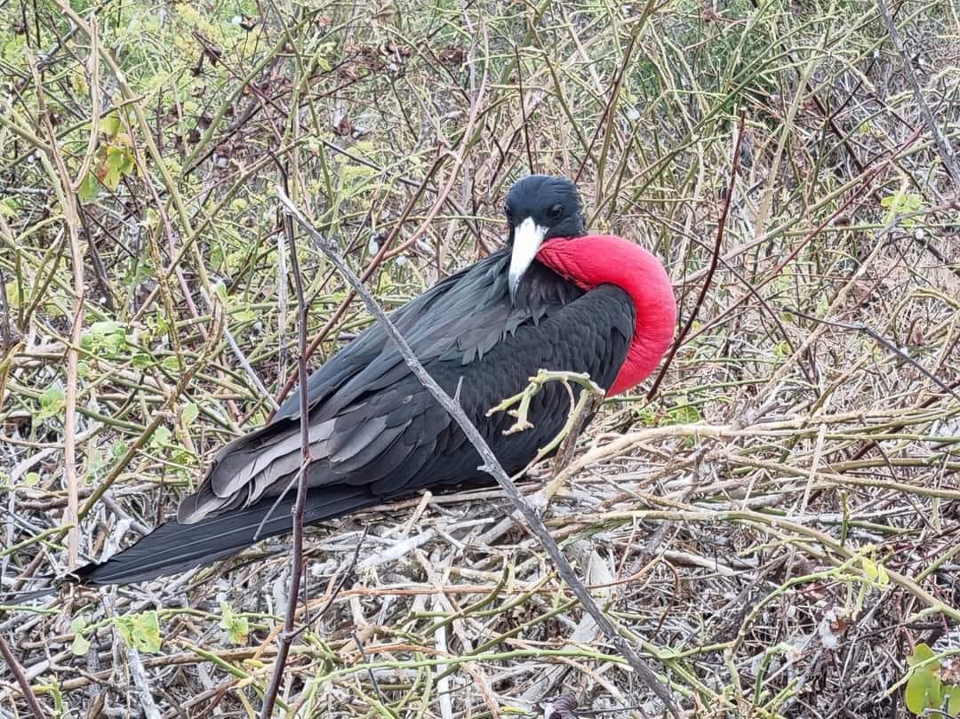 There are soooo many different birds on the Galapagos Islands… This Frigate bird is still available as he is showing off his impressive red pouch trying to attract females! There are soooo many different birds on the Galapagos Islands… This Frigate bird is still available as he is showing off his impressive red pouch trying to attract females!