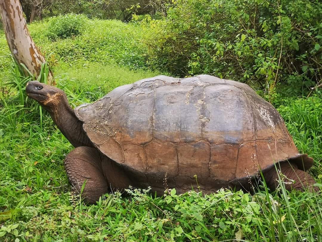 When on the Galápagos Islands…Eddie just had to visit the giant tortoises. They are massive, can weigh up to 400 kgs and become up to 175 years old!!! 🤩 When on the Galápagos Islands…Eddie just had to visit the giant tortoises. They are massive, can weigh up to 400 kgs and become up to 175 years old!!! 🤩