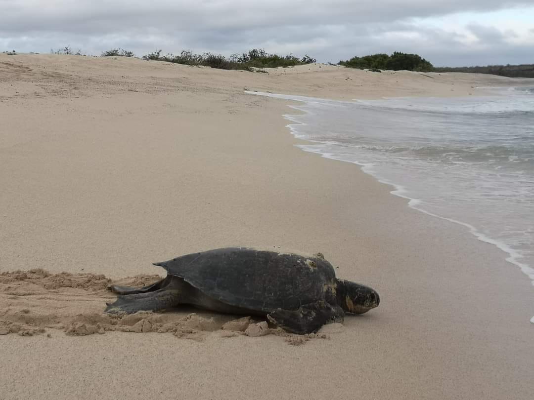 A Galapagos Green Turtle is heading to sea after laying eggs on the beach 🐢 A Galapagos Green Turtle is heading to sea after laying eggs on the beach 🐢