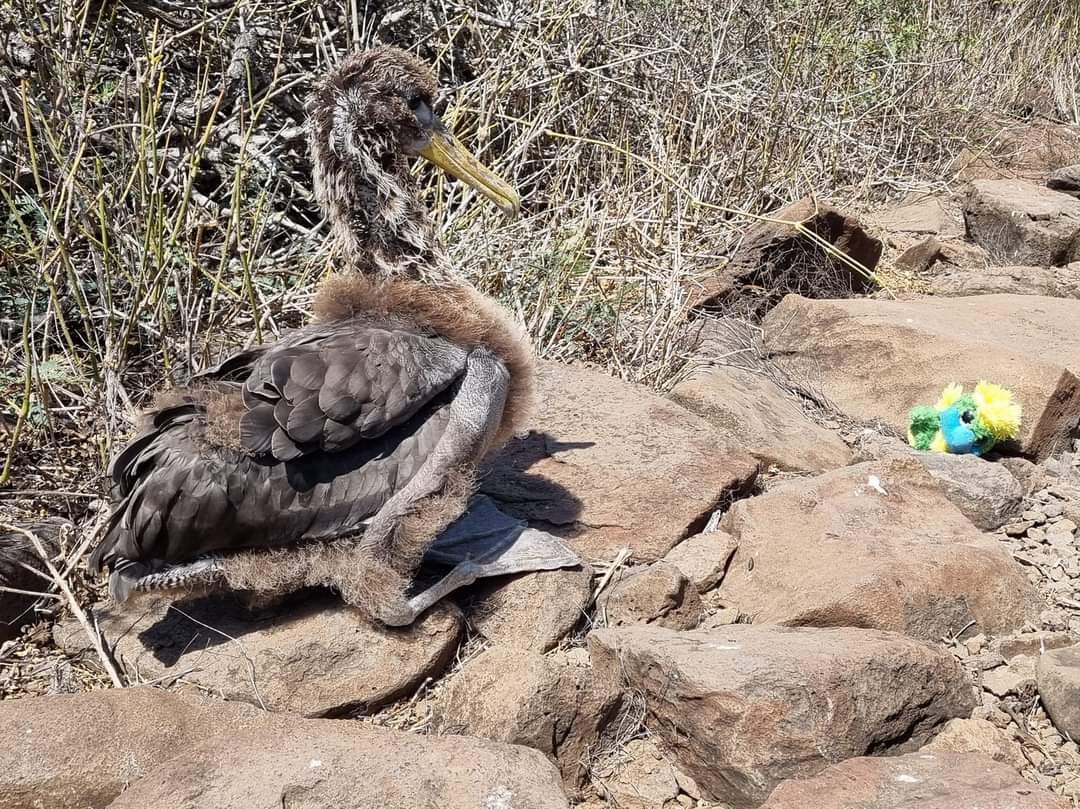 The albatross babies are so HUGE that it became too much for Eddie so he just had to faint a bit! 😳 The albatross babies are so HUGE that it became too much for Eddie so he just had to faint a bit! 😳