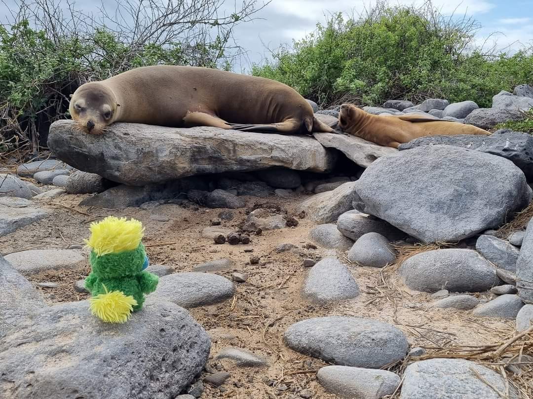 Eye moment with another Sea Lion. Eddie never gets tired of hanging out with his chilled out friends 💚 Eye moment with another Sea Lion. Eddie never gets tired of hanging out with his chilled out friends 💚
