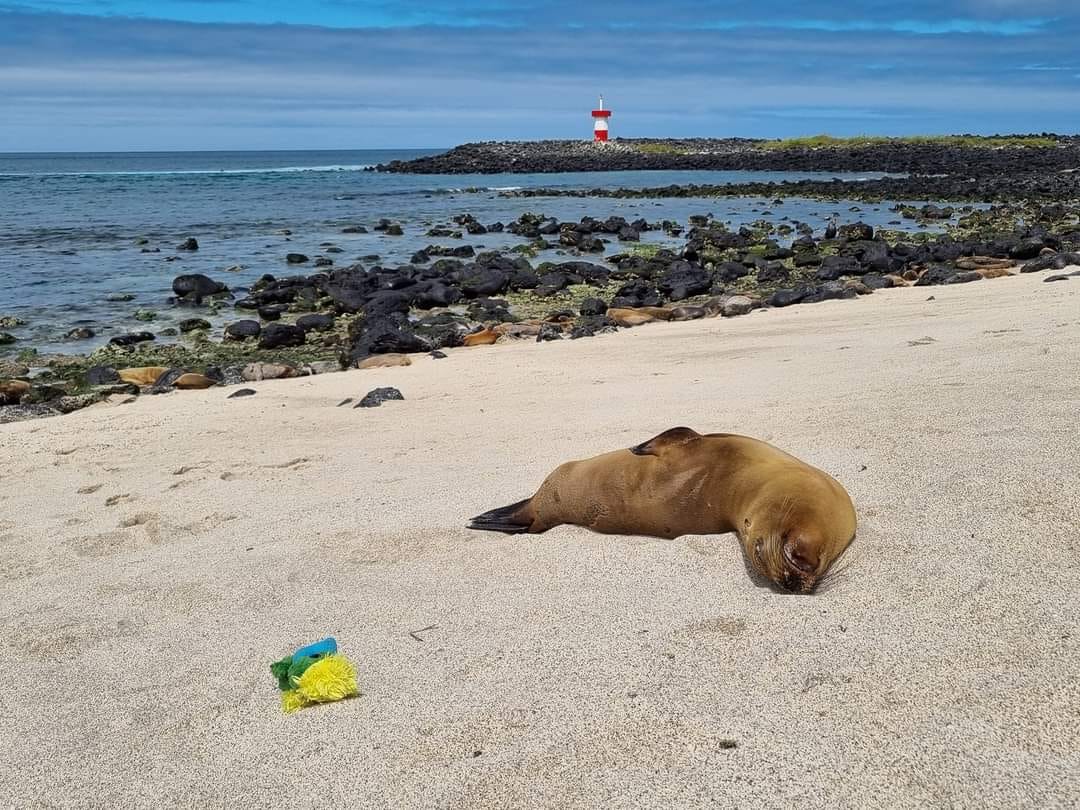 Look at Eddie!! Sunbathing with the Sea Lions at San Cristobal Island. Ahhhh….life is GREEAAAATTT, it doesn’t get much better than this!!! 🙏 Look at Eddie!! Sunbathing with the Sea Lions at San Cristobal Island. Ahhhh….life is GREEAAAATTT, it doesn’t get much better than this!!! 🙏