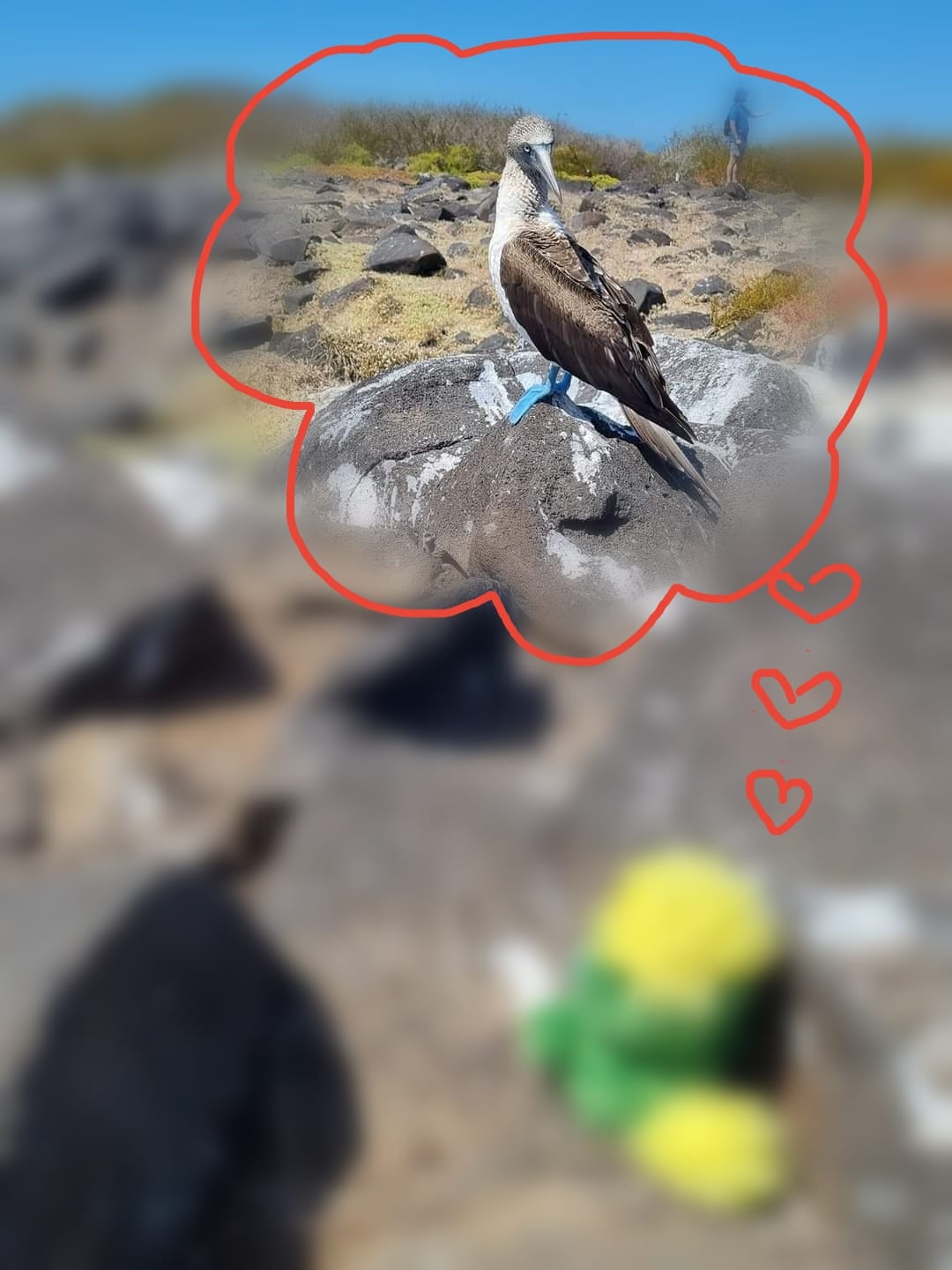 Eddie’s telenovela continues… Will he find eternal love and stay on Galapagos Islands with the blue-footed-booby or will he continue his travels around the world?? 🌎🦅😱 Eddie’s telenovela continues… Will he find eternal love and stay on Galapagos Islands with the blue-footed-booby or will he continue his travels around the world?? 🌎🦅😱