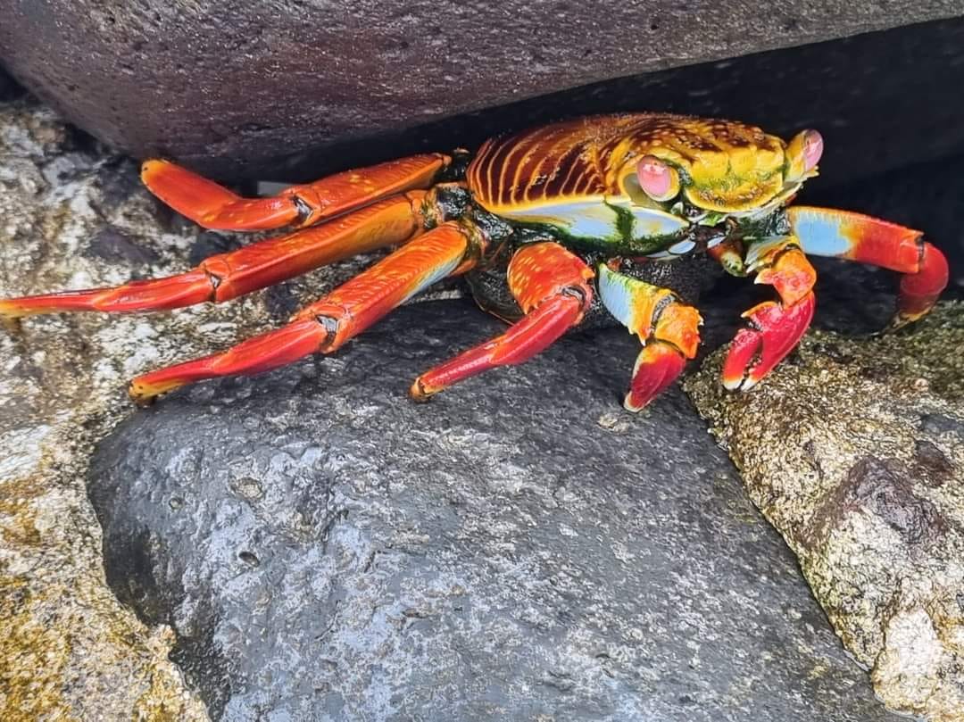 Sally Lightfoot-crabs are so cool with their partial blue body… 💙#Blueisthenewblack! 💙 Sally Lightfoot-crabs are so cool with their partial blue body… 💙#Blueisthenewblack! 💙