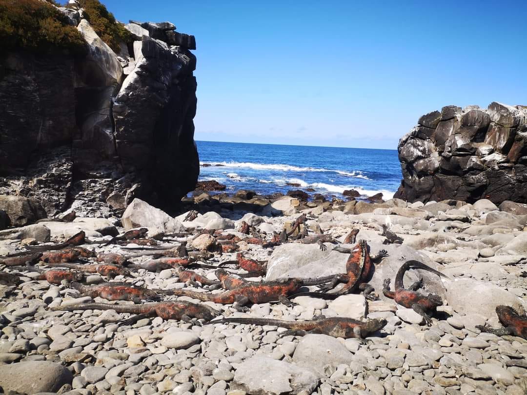 A perfectly normal family reunion on Española Island….Red Marine Iguanas don’t wear masks and certainly don’t care about social distancing. A perfectly normal family reunion on Española Island….Red Marine Iguanas don’t wear masks and certainly don’t care about social distancing.