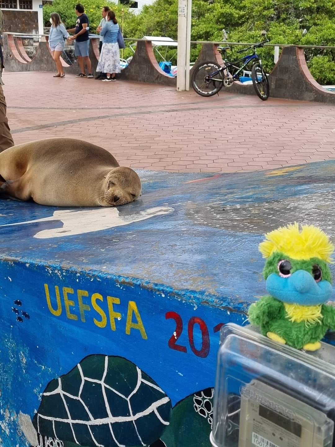 Sea lions are so relaxed and chilled they even hang out among people in the town of Puerto Ayora on Santa Cruz Island. Sea lions are so relaxed and chilled they even hang out among people in the town of Puerto Ayora on Santa Cruz Island.
