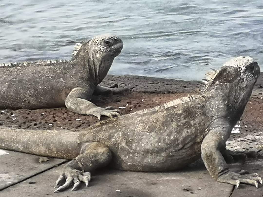 Marine Iguanas are sooo cool, but imagine how cool they would have been with blue feet!!! 💙 Marine Iguanas are sooo cool, but imagine how cool they would have been with blue feet!!! 💙