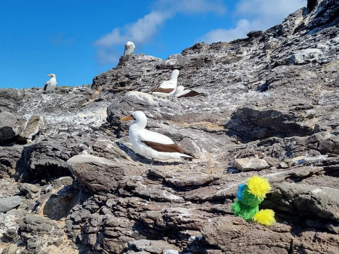 Eddie met so many amazing flying friends in Galapagos… Albatrosses (with a wingspan up to 2,4m longer than his own #jealous) and their babies, Pelicans, Frigate birds, curious Mocking birds and as here… a huge colony of Nazca boobies… None of them had BLUE feet so eternal love is off the table and the journey around the world continues (YAY!!)!! Next stop: THE AMAZON RAINFOREST… wonder if there are any blue snakes or spiders there?  Eddie met so many amazing flying friends in Galapagos… Albatrosses (with a wingspan up to 2,4m longer than his own #jealous) and their babies, Pelicans, Frigate birds, curious Mocking birds and as here… a huge colony of Nazca boobies… None of them had BLUE feet so eternal love is off the table and the journey around the world continues (YAY!!)!!
Next stop: THE AMAZON RAINFOREST… wonder if there are any blue snakes or spiders there? 