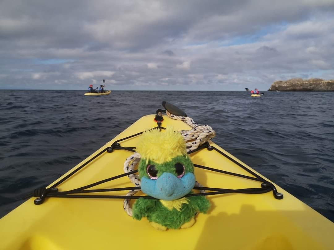 Eddie had never kayaked before…so what better place to try it than in the mighty Pacific Ocean at the Galápagos Islands? Easy peasy for at travelling eagle, even with strong ocean currents 💪 Eddie had never kayaked before…so what better place to try it than in the mighty Pacific Ocean at the Galápagos Islands? Easy peasy for at travelling eagle, even with strong ocean currents 💪