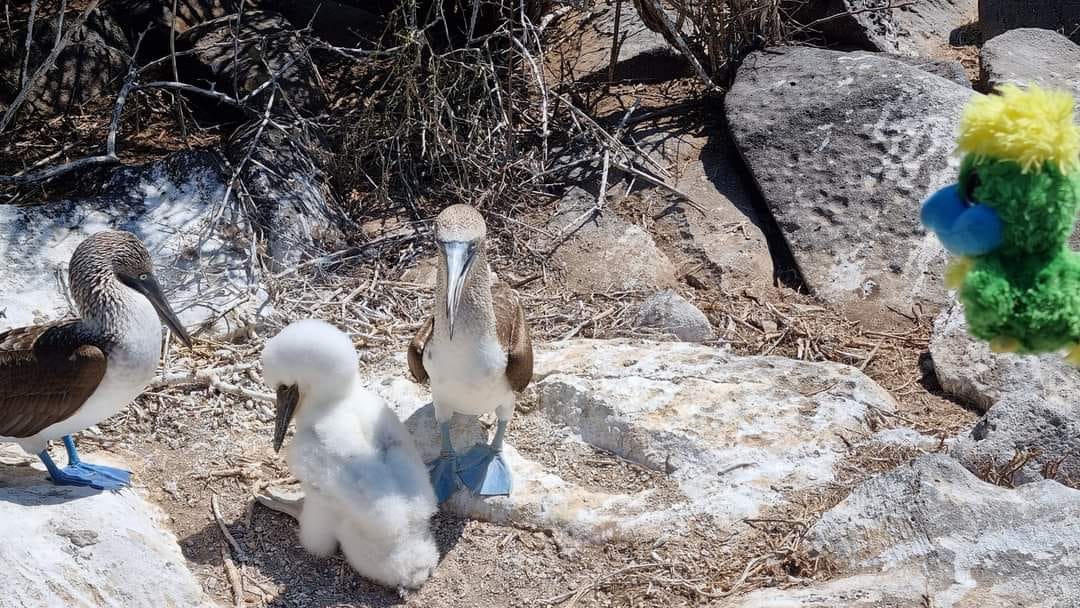 Oh noooo… Eddie arrived too late.. The mating season has ended and it seems like all the blue-footed-booby chicks have found their eternal love AND started breeding… 😳 So… Will Eddie continue his search for eternal love or flee…? Staaaay tuned! 😁🎬 Oh noooo… Eddie arrived too late.. The mating season has ended and it seems like all the blue-footed-booby chicks have found their eternal love AND started breeding… 😳
So… Will Eddie continue his search for eternal love or flee…? Staaaay tuned! 😁🎬