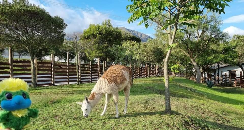 Eddies best travelling experiences always involves interacting with the locals. And today he met a real live lama 🤩 We’ll spare you of the awkward conversation in Spanish that followed…however we can reveal it included questions about blue-footed boobies.. 🤷♀️ Eddies best travelling experiences always involves interacting with the locals. And today he met a real live lama 🤩 We’ll spare you of the awkward conversation in Spanish that followed…however we can reveal it included questions about blue-footed boobies.. 🤷♀️