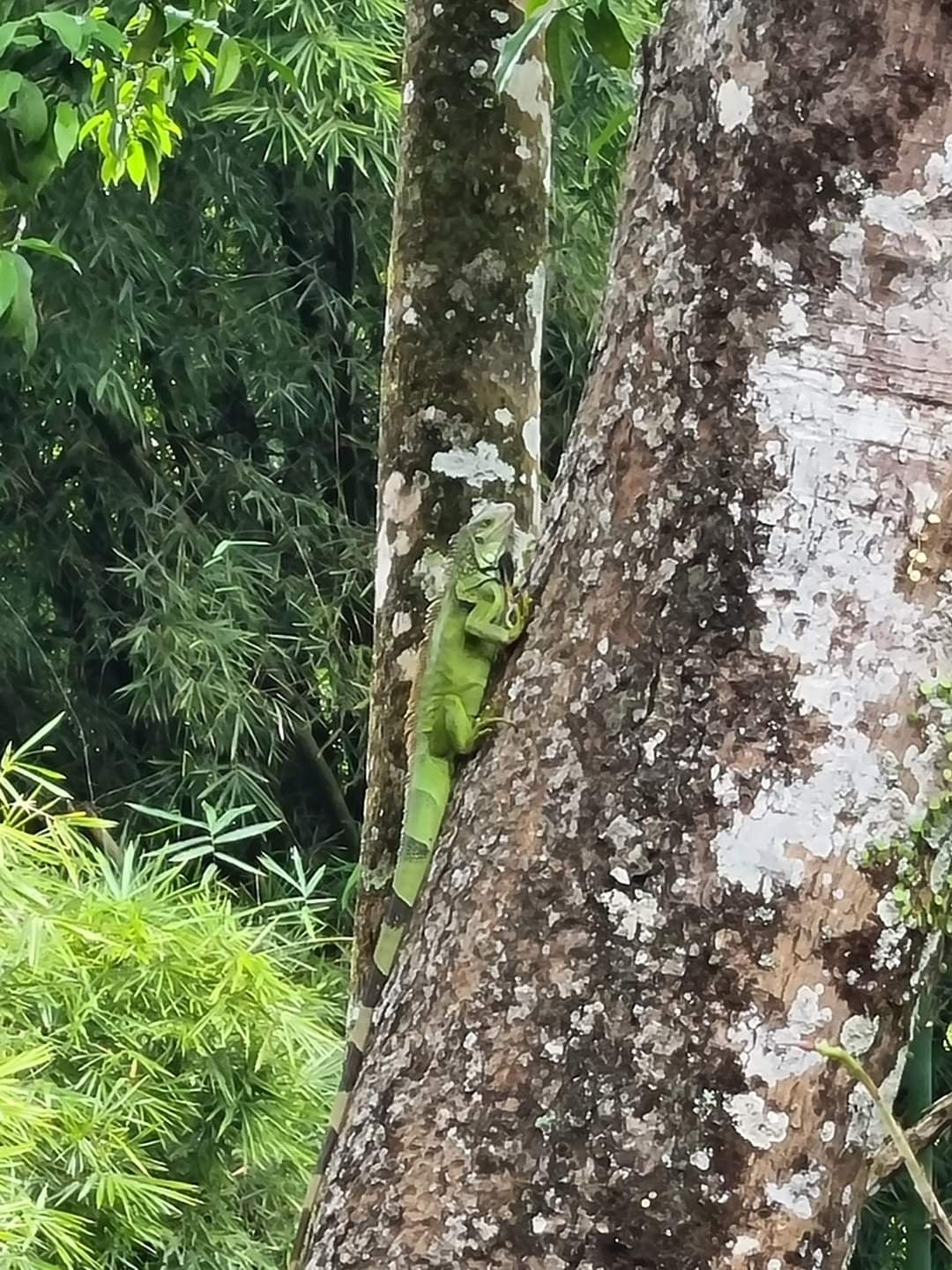 Lunch with a view! Green iguanas walking up and down trees was a normal view in Minca, a small village outside Santa Marta on the Colombian caribbean coast. Lunch with a view! Green iguanas walking up and down trees was a normal view in Minca, a small village outside Santa Marta on the Colombian caribbean coast.