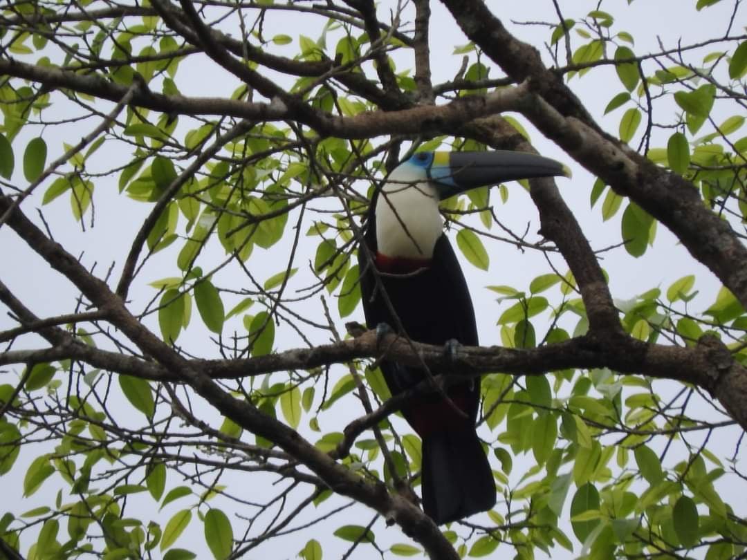 EDDIES TELENOVELA: Eddie has apparently a big crush on birds that match his own striking blue colour (or… maybe not so striking anymore, but at least blue). But who to choose, when the grass might be more blue on the other side of a Toucan? 💙🤔 EDDIES TELENOVELA: Eddie has apparently a big crush on birds that match his own striking blue colour (or… maybe not so striking anymore, but at least blue). But who to choose, when the grass might be more blue on the other side of a Toucan? 💙🤔