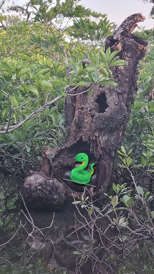 A (censored) 7 meter pregnant mama anaconda was curled up in a large hollow tree. 🐍 A (censored) 7 meter pregnant mama anaconda was curled up in a large hollow tree. 🐍