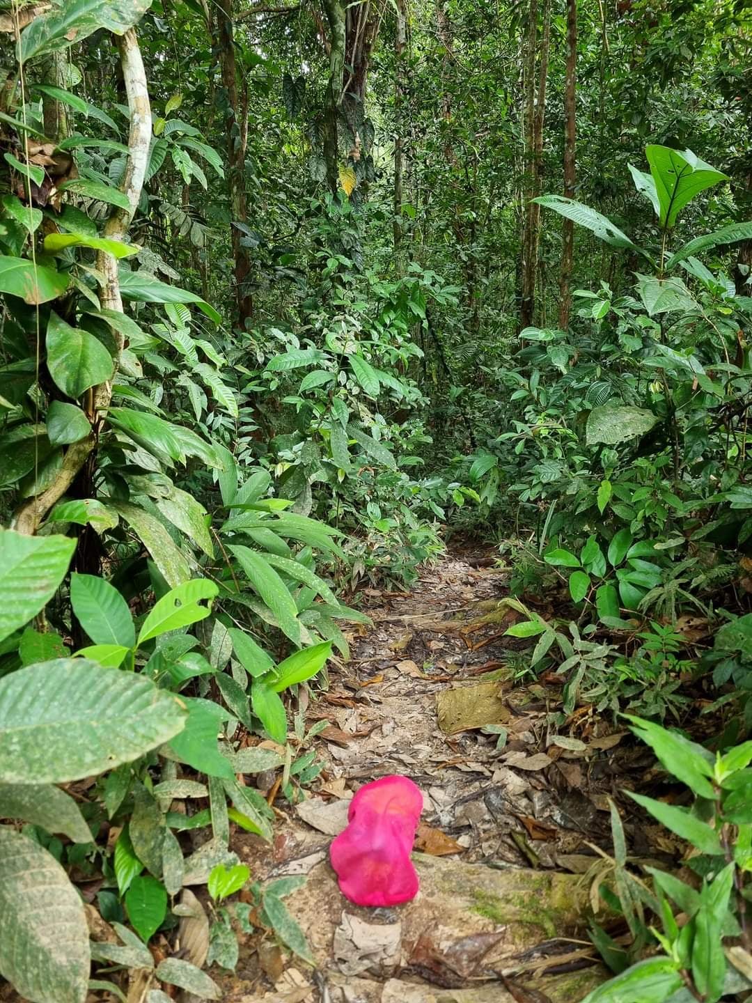 In the middle of the Amazon Jungle… sooo much bugs, one can never be safe enough trying to stay clear of all the mosquitos. Who needs perfume when you have mosquito-spray! 🦟 In the middle of the Amazon Jungle… sooo much bugs, one can never be safe enough trying to stay clear of all the mosquitos. Who needs perfume when you have mosquito-spray! 🦟