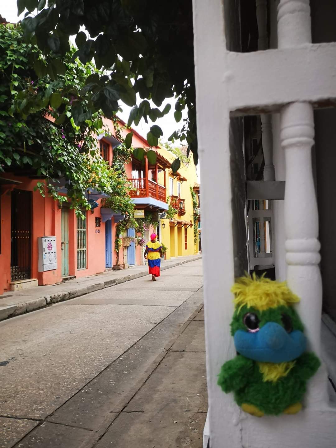 Squeeeeeezzzzzed into a balcony just because his caretakers didn’t take the chance that Eddie got run over by a horse carriage in old town Cartagena. Squeeeeeezzzzzed into a balcony just because his caretakers didn’t take the chance that Eddie got run over by a horse carriage in old town Cartagena.