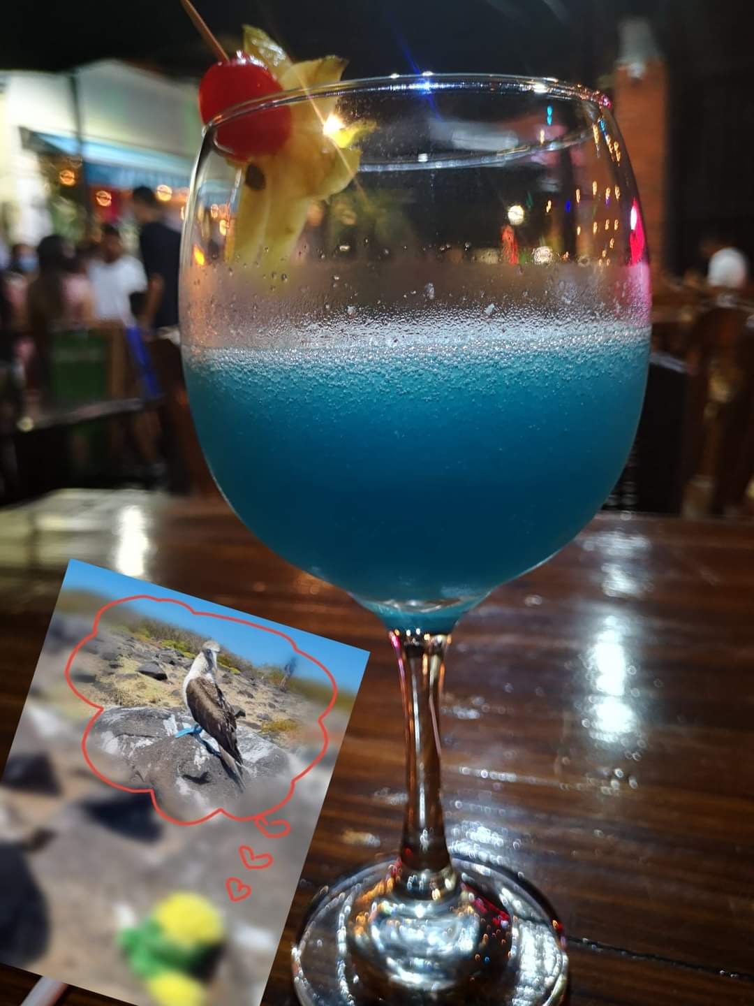 EDDIES TELENOVELA (Final episode): While sipping on his (offcourse) blue drink, Eddie dreams that he one day will be reunited with his lost love, the Blue-footed Booby on the amazing Galapagos Islands. EPILOG: 🔹 Will Eddie drown his heartbrake in too many blue drinks? 🔹 Will he travel to different corners of the world and find true blue love elsewhere? 🔹 Will he turn bald after the much needed clean up/SPA he got when he came home? EDDIES TELENOVELA (Final episode): While sipping on his (offcourse) blue drink, Eddie dreams that he one day will be reunited with his lost love, the Blue-footed Booby on the amazing Galapagos Islands.
EPILOG:
🔹 Will Eddie drown his heartbrake in too many blue drinks?
🔹 Will he travel to different corners of the world and find true blue love elsewhere?
🔹 Will he turn bald after the much needed clean up/SPA he got when he came home?