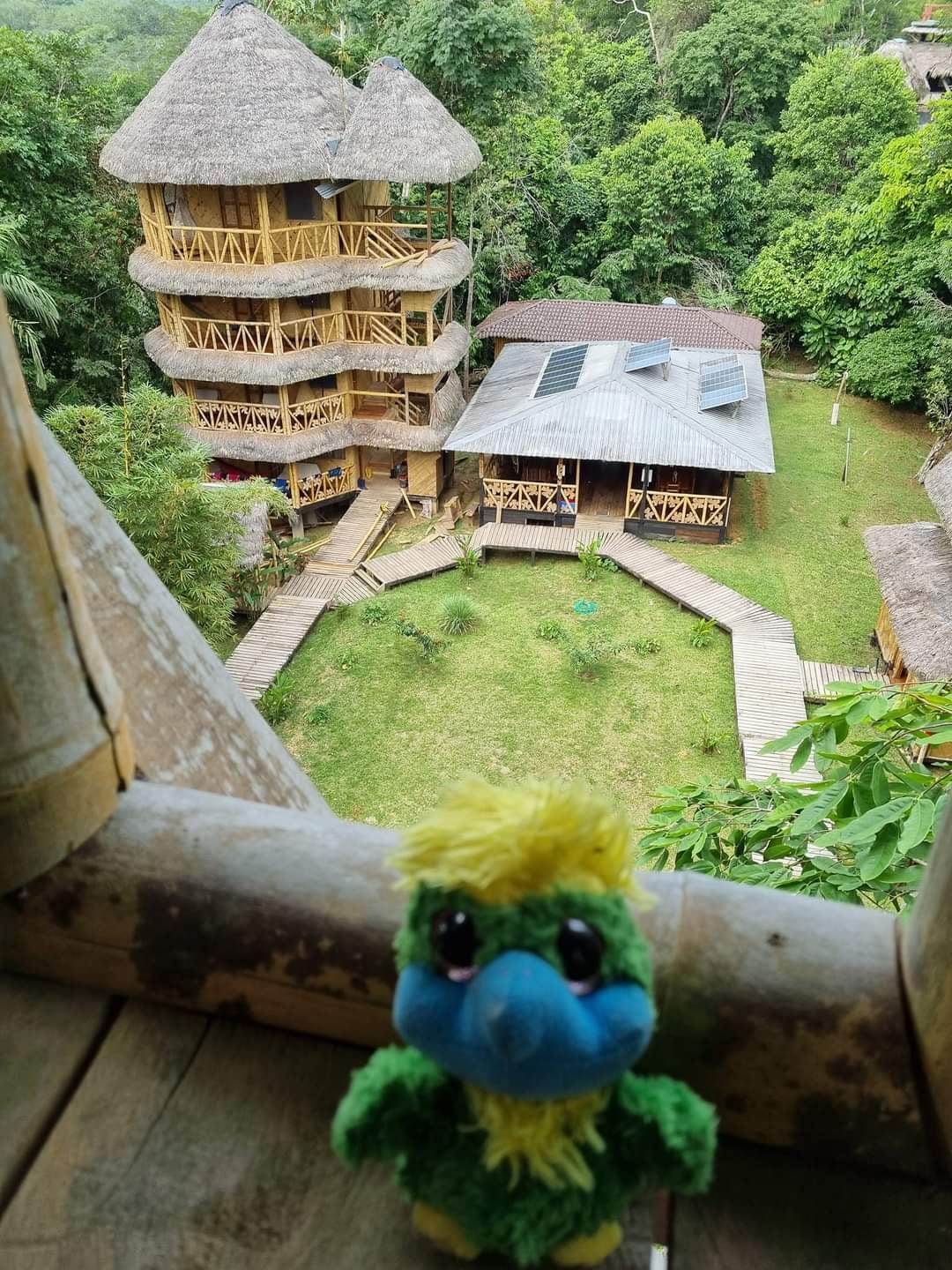 16 meters above the ground in the bird tower of his Amazon lodge, was piece of cake for an eagle. What was more impressive was that this lodge was only 250 meters from equator! 🌎 16 meters above the ground in the bird tower of his Amazon lodge, was piece of cake for an eagle. What was more impressive was that this lodge was only 250 meters from equator! 🌎