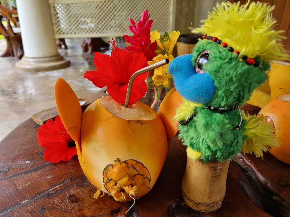 The King Coconut is very common in Sri Lanka and tastes super sweet and nice 🥥 It’s Eddie’s favourite welcome drink! The King Coconut is very common in Sri Lanka and tastes super sweet and nice 🥥 It’s Eddie’s favourite welcome drink!