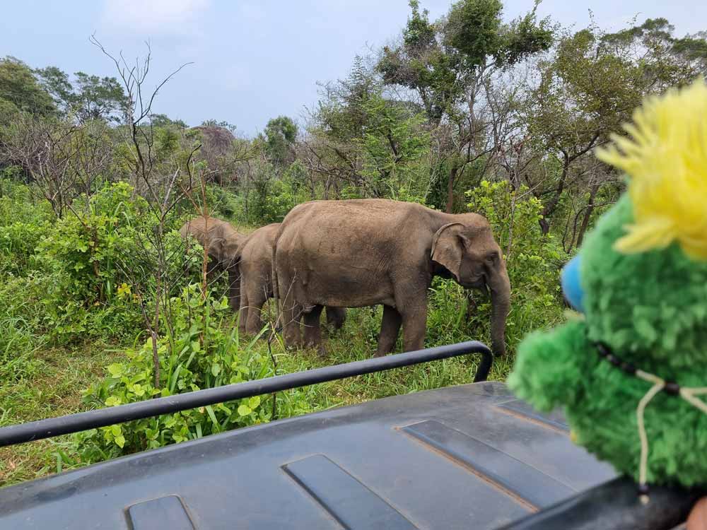 Wildlife safari in Habarana Eco Park, one of the best places in Sri Lanka to see elephants in the wild 🐘 Wildlife safari in Habarana Eco Park, one of the best places in Sri Lanka to see elephants in the wild 🐘