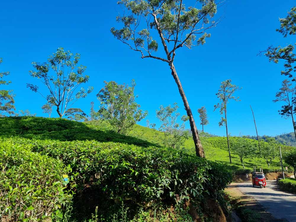 Find Wally/Eddie… while he is picking tea leaves in the beautiful surroundings in Ella 🫖 Find Wally/Eddie… while he is picking tea leaves in the beautiful surroundings in Ella 🫖