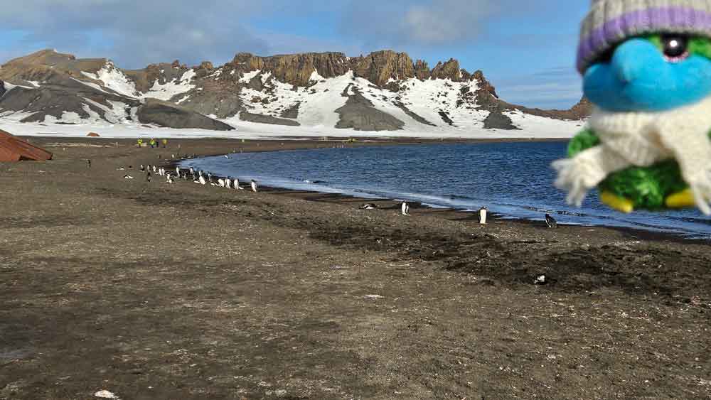 Eddie found new friends in Whalers Bay! PRETTY difficult for a hunk of an eagle to keep 5 meters distance. Eddie found new friends in Whalers Bay! PRETTY difficult for a hunk of an eagle to keep 5 meters distance.