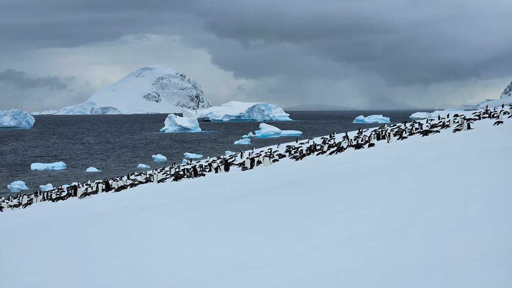 Penguin colony on Danco Island. Penguin colony on Danco Island.