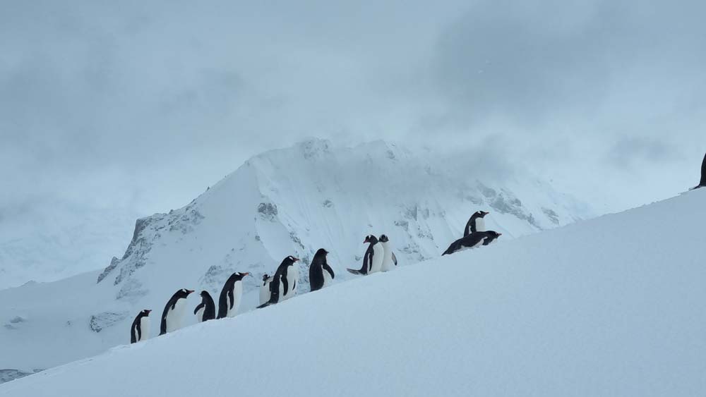 A bunch of Happy Feet. Penguins are surprisingly good climbers. A bunch of Happy Feet. Penguins are surprisingly good climbers.