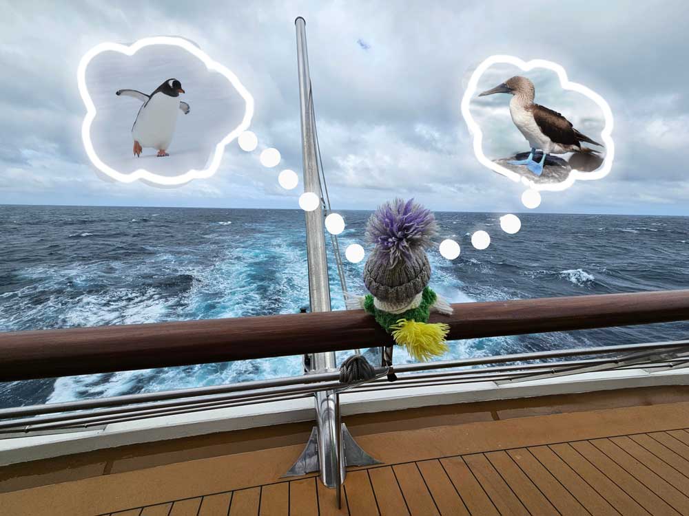 Dreaming about penguins and blue-footed boobies! Dreaming about penguins and blue-footed boobies!