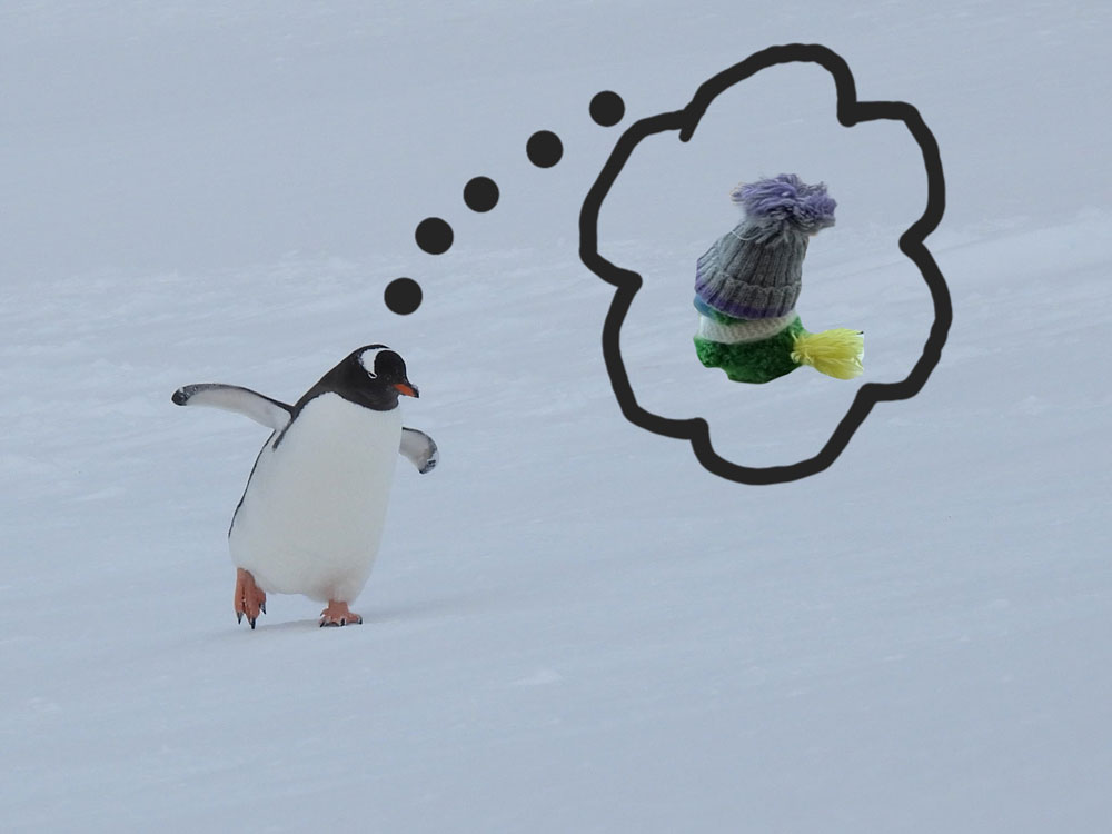 Even though penguins are sensitive to blue and green colors, they were so mesmerized with Eddies charm, that they came running after him. Even though penguins are sensitive to blue and green colors, they were so mesmerized with Eddies charm, that they came running after him.