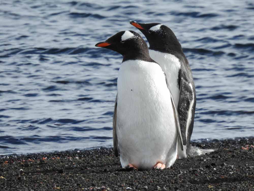 Gentoo Penguins are recognized by there yellow beak and feet. Gentoo Penguins are recognized by there yellow beak and feet.