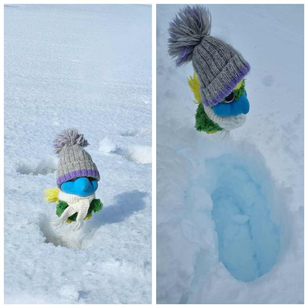 Eddie is following in Roald Amundsens footsteps! However he is not quite sure which one it is...the left or the right one? Eddie is following in Roald Amundsens footsteps! However he is not quite sure which one it is...the left or the right one?