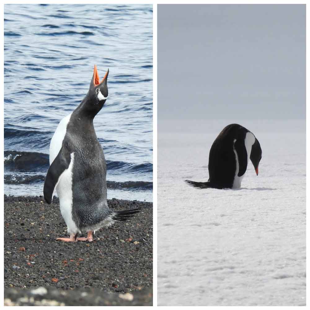 Eddie left a lot of heartbroken penguins.  Eddie left a lot of heartbroken penguins. 