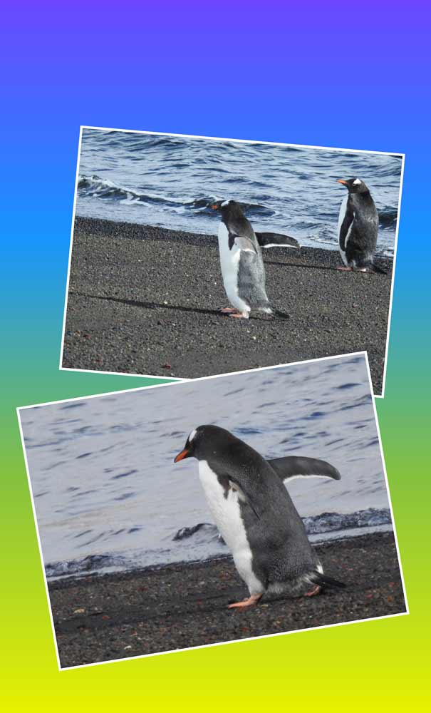 More penguins running after Eddie... More penguins running after Eddie...