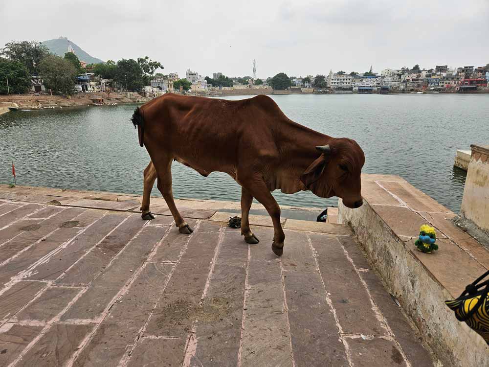 A holy cow in Pushkar... who thought Eddie would be yummi in its tummy! ๐ฒ A holy cow in Pushkar... who thought Eddie would be yummi in its tummy! ๐ฒ