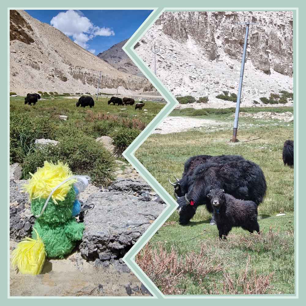 Eddie's first experience with Yak bulls. He got so excited that he almost hyperventilated and was glad he had some extra oxygen! Eddie's first experience with Yak bulls. He got so excited that he almost hyperventilated and was glad he had some extra oxygen!