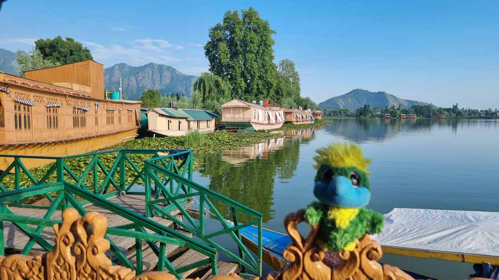 Eddie has arrived to his humble abode on Dal Lake in Srinagar ๐คฉ Eddie has arrived to his humble abode on Dal Lake in Srinagar ๐คฉ