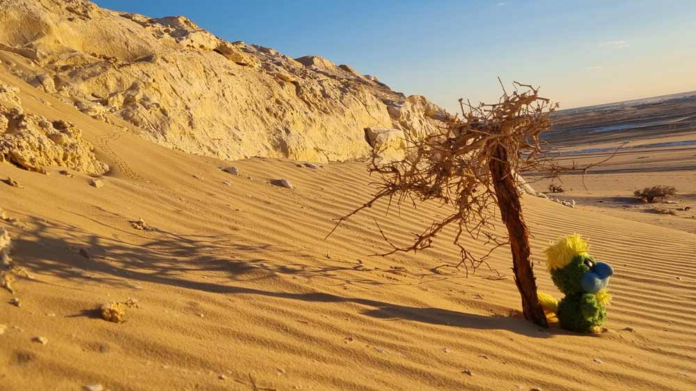 Trying to find some shade in the dry desert.