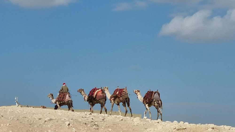 Friends in the distance 🐪